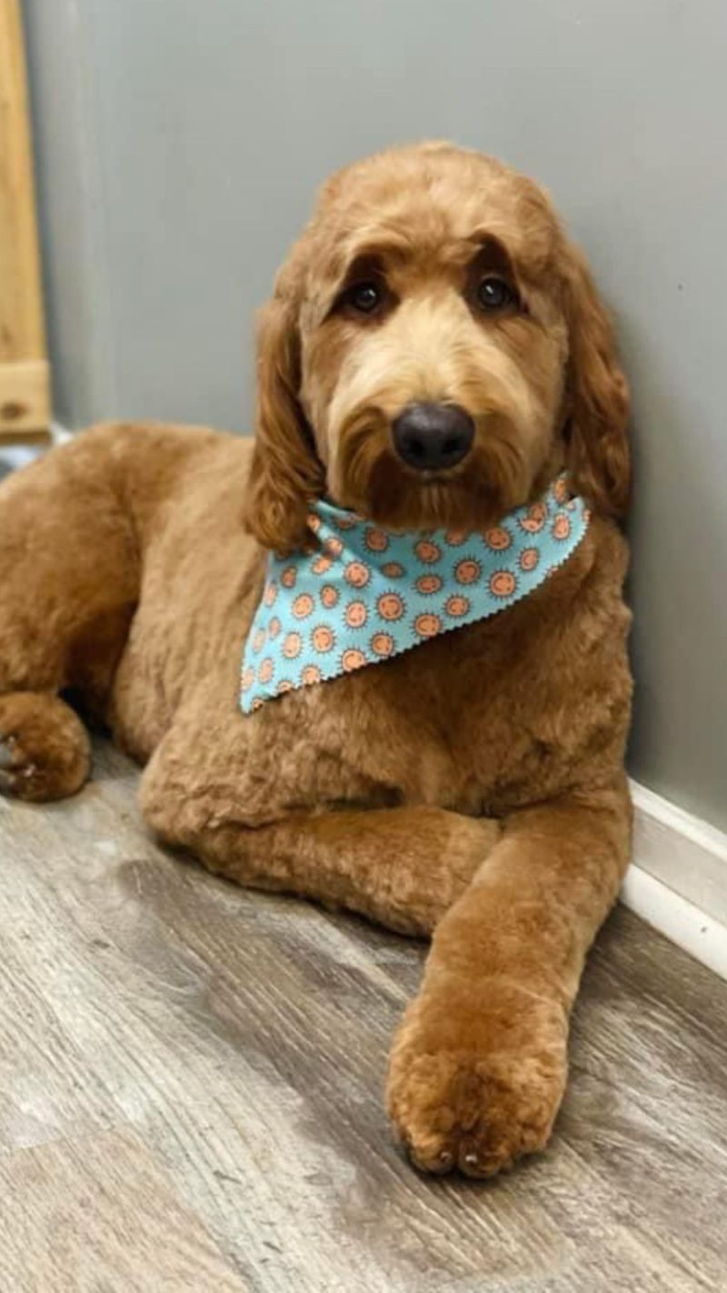 A freshly groomed Dog Grooming Co visitor